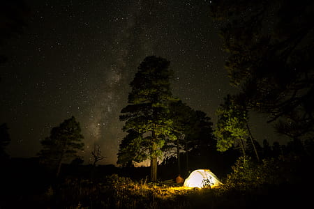 white tent beside tree thumbnail
