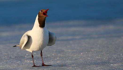 long-beaked white and black bird standing on concrete road thumbnail