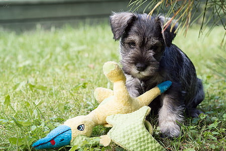 black and tan schnauzer puppy outdoor thumbnail