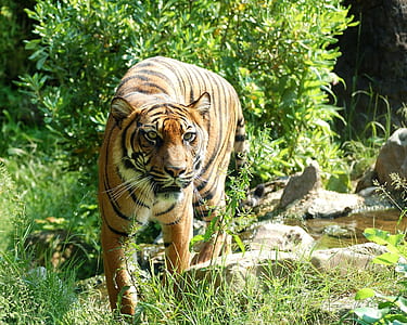 tiger near green leaf plant thumbnail