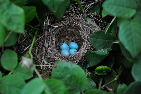 nest of blue eggs surrounded with bushes thumbnail