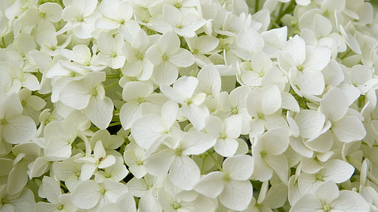 closeup photo of white petaled flower bouquet thumbnail