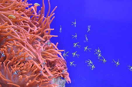 white-and-blue fishes swimming near orange sea anemones thumbnail