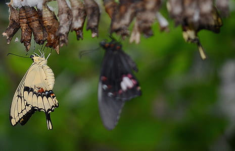 three butterflies perching on brown cocoon thumbnail