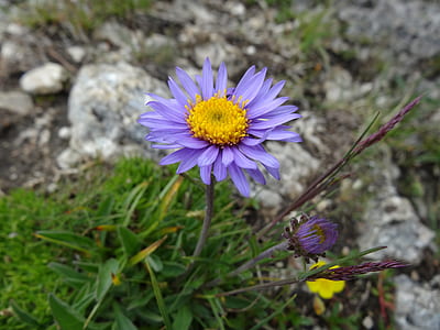 close-up photo of purple petaled flowers thumbnail
