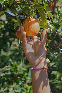 person holding red apple fruit thumbnail