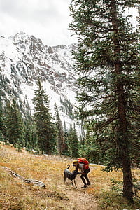 focus photo of person with dog on forest thumbnail