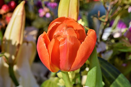 orange tulips flower bloom close-up photography thumbnail
