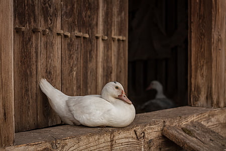 white duck beside brown wooden door thumbnail