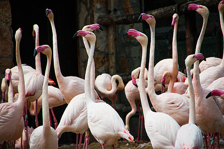 pink flamingo thumbnail