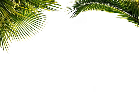 palm, wallpaper, paper, foliage, plant, nature thumbnail