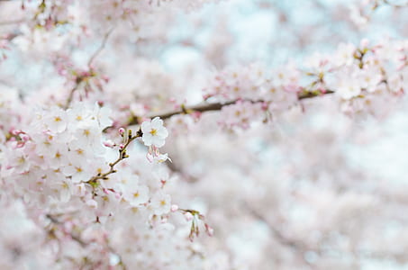 nature, flowers, winter, spring thumbnail