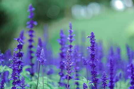 Purple Flowers thumbnail