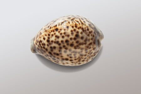 brown and black seashell thumbnail