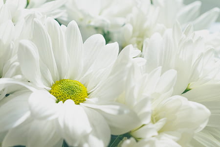 close-up photography of white daisy thumbnail