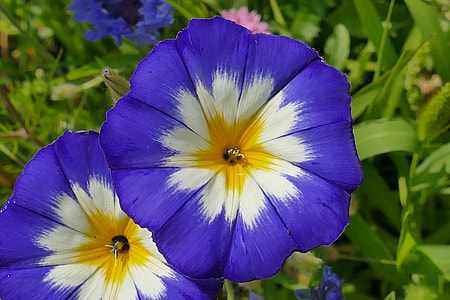 close up photography of blue petaled flower thumbnail