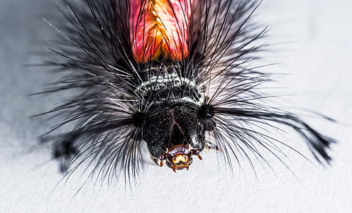 macro photography of black and red insect thumbnail