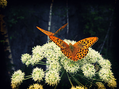 two gulf fritillay butterflies perching on white flower thumbnail