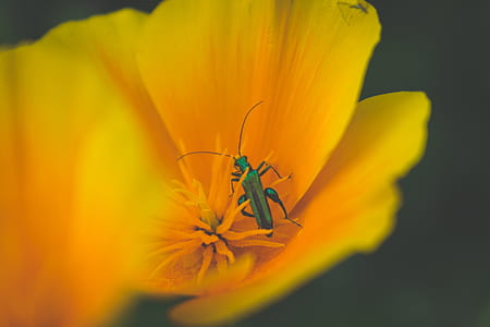 shallow focus photography of green insect sucking yellow flower thumbnail