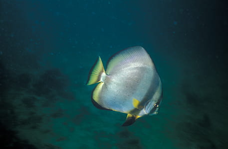 gray and black fish in sea thumbnail