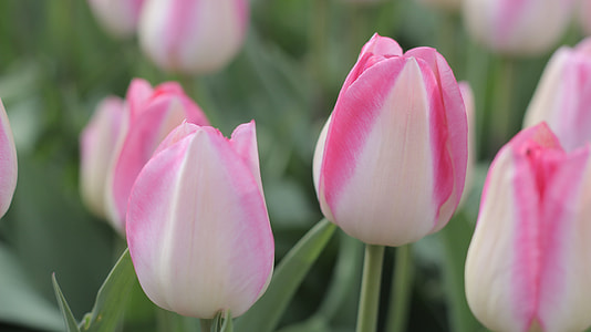 close up photo of pink petal flower thumbnail