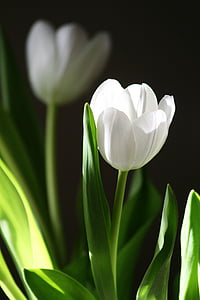 tulip flower thumbnail