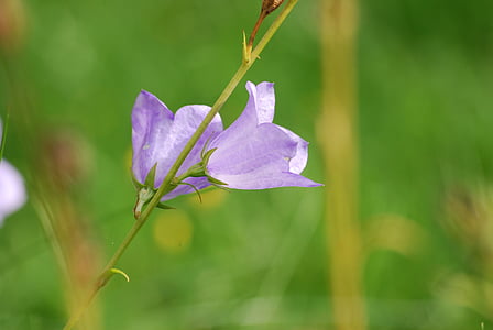 purple petaled flowers thumbnail