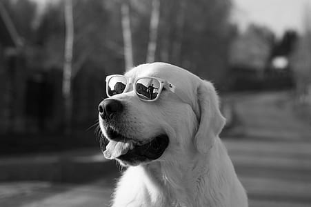 selective focus grayscale photo of Golden Retriever wearing sunglasses thumbnail