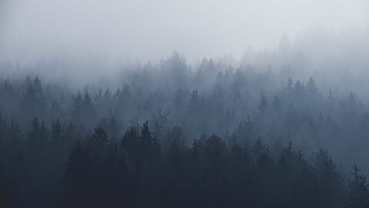 high angle photo of trees covered with mists thumbnail