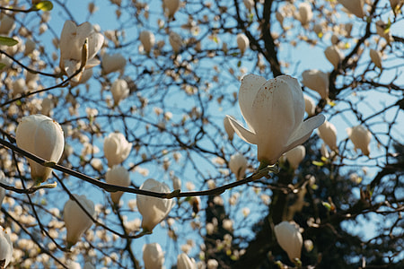 Magnolia flowers thumbnail