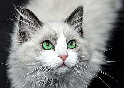 long-fur gray and white cat thumbnail
