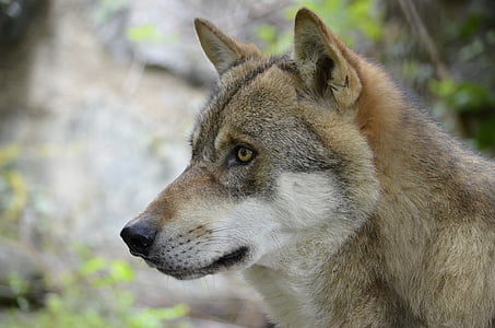 brown and white wolf thumbnail