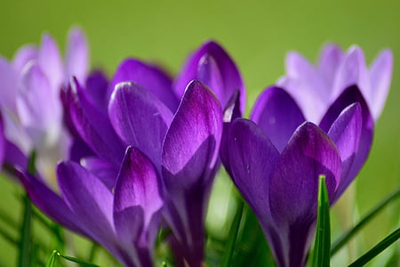 tilt shift lens photography of purple flower during daytime thumbnail