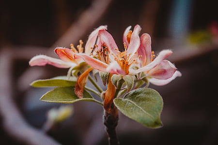 closeup photography of pink petaled flowers thumbnail