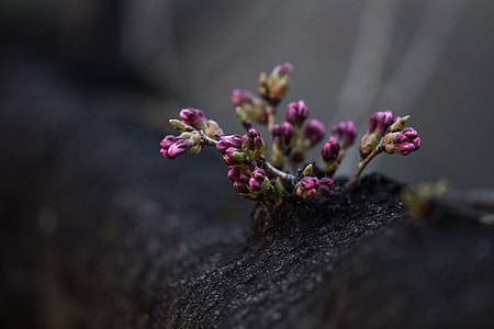 close-up photo of purple petaled flowers thumbnail
