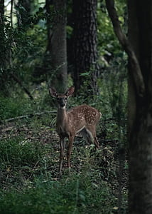 wildlife photography of brown deer in forest thumbnail