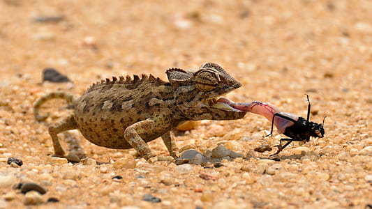chameleon on sand eating black crawling insect closeup photography thumbnail