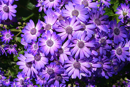 close-up photography of bunch of purple petaled flowers thumbnail