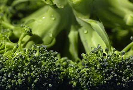 close up photo of broccoli thumbnail