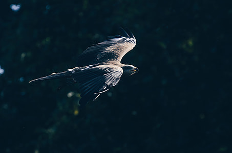 brown bird flying thumbnail