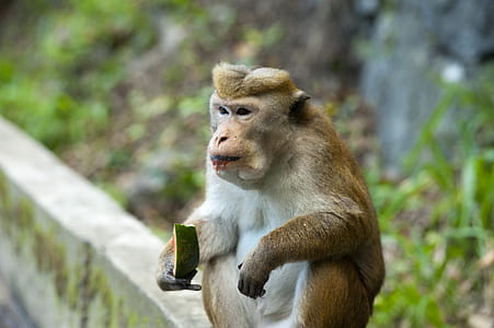 food, wood, nature, eating thumbnail