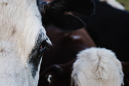 Close-up Photography of a Cattle thumbnail