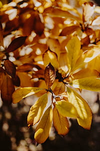 Yellow leaves of magnolia in autumn thumbnail