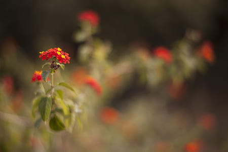 closeup photo of red petaled flowers during daytime thumbnail