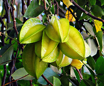 ripe starfruit closeup photography thumbnail