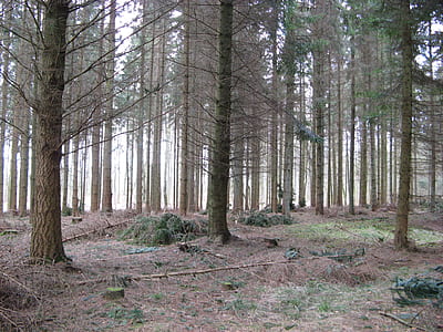 wood, nature, trunks, forest thumbnail