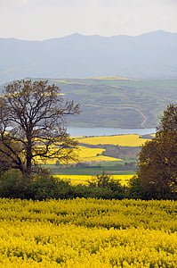 yellow rapeseed flower field thumbnail
