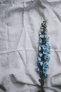 blue petal flowers on white textile thumbnail