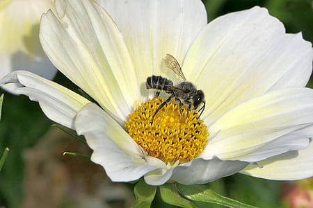 close up photo of gray wasp perched on white flower thumbnail