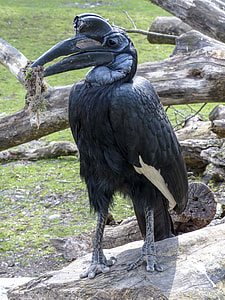 Abyssinian Ground Hornbill, Bird thumbnail